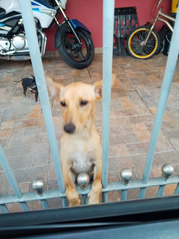 Cachorro raça SRD-ViraLata idade 1 ano nome Diana 