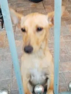 Cachorro raça SRD-ViraLata idade 1 ano nome Diana 