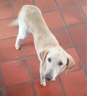 Cachorro raça Labrador idade 7 a 11 meses nome peter