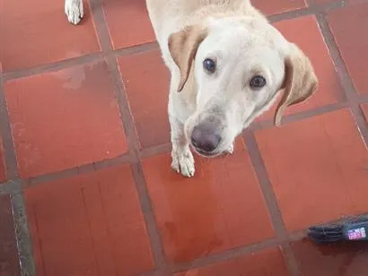 Cachorro raça Labrador idade 7 a 11 meses nome peter