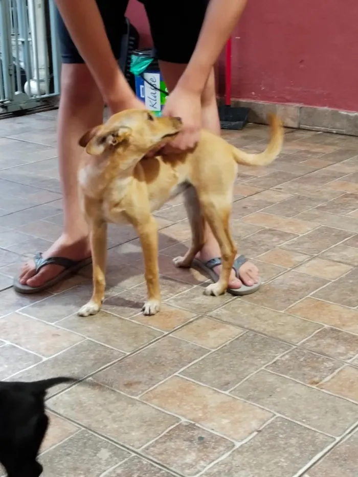 Cachorro raça SRD-ViraLata idade 1 ano nome Diana