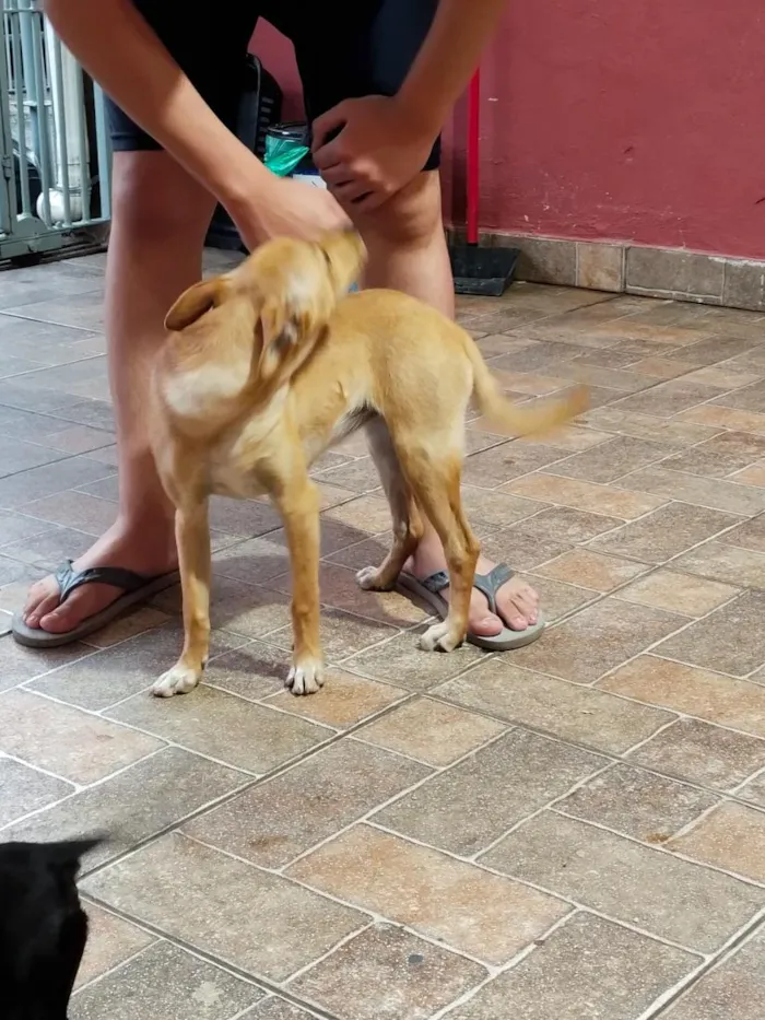 Cachorro raça SRD-ViraLata idade 1 ano nome Diana