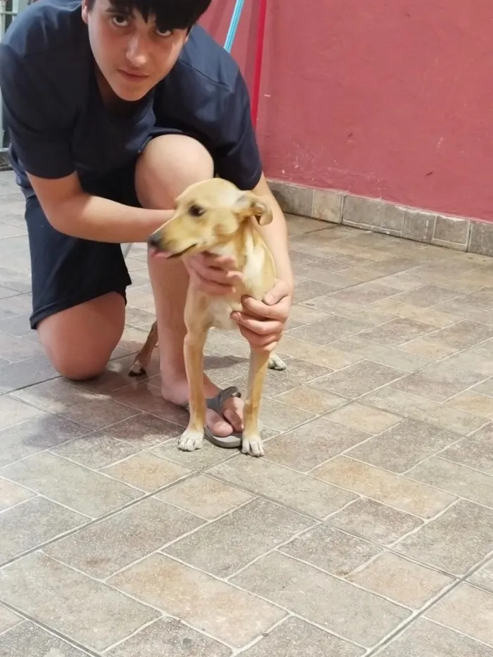 Cachorro raça SRD-ViraLata idade 1 ano nome Diana