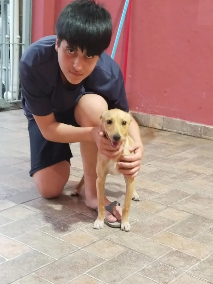 Cachorro raça SRD-ViraLata idade 1 ano nome Diana