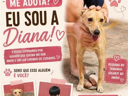 Cachorro raça SRD-ViraLata idade 1 ano nome Diana