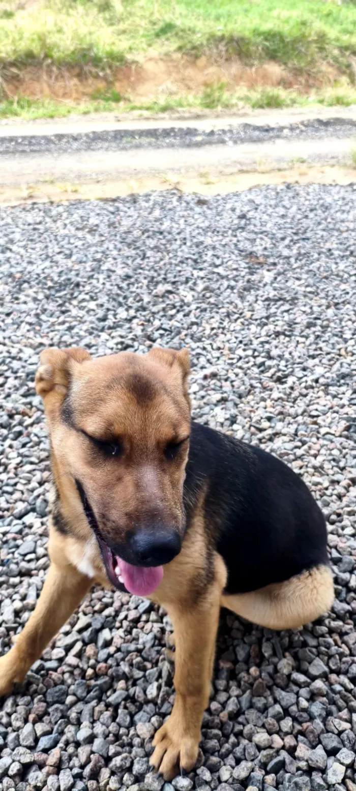 Cachorro raça Pastor Alemão idade 2 a 6 meses nome kira