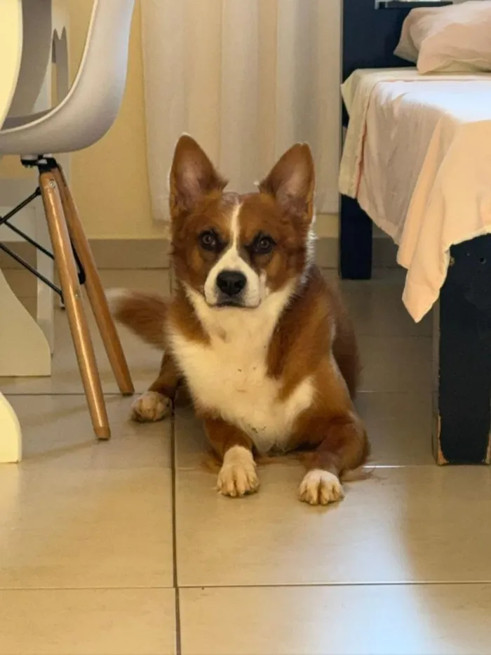 Cachorro raça SRD-ViraLata idade 6 ou mais anos nome Scooby