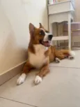 Scooby
