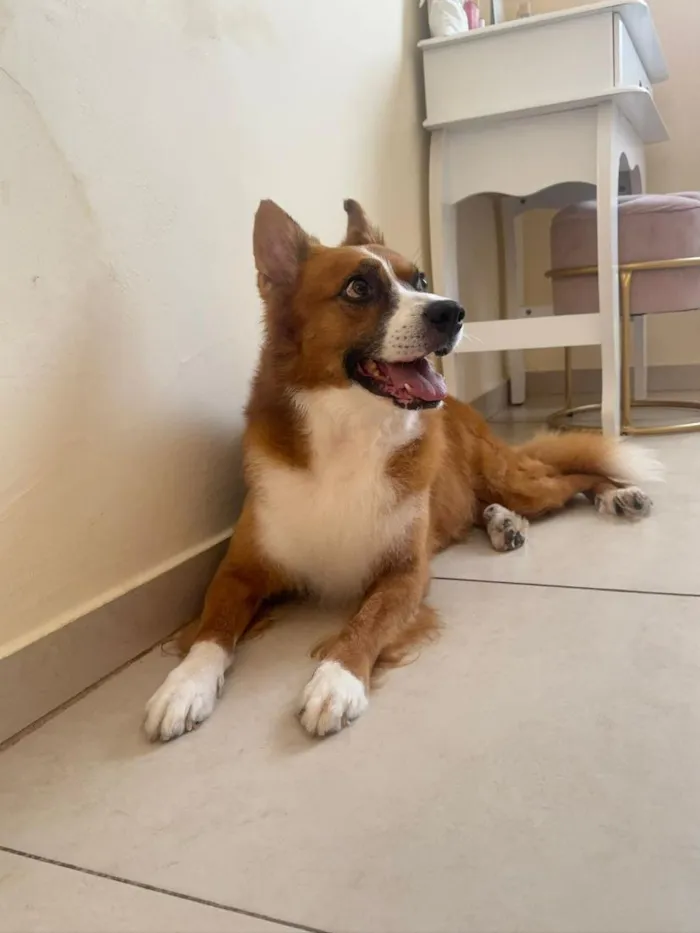 Cachorro raça SRD-ViraLata idade 6 ou mais anos nome Scooby