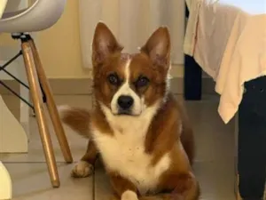 Cachorro raça SRD-ViraLata idade 6 ou mais anos nome Scooby