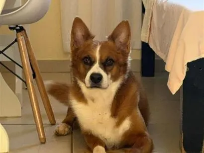 Cachorro raça SRD-ViraLata idade 6 ou mais anos nome Scooby