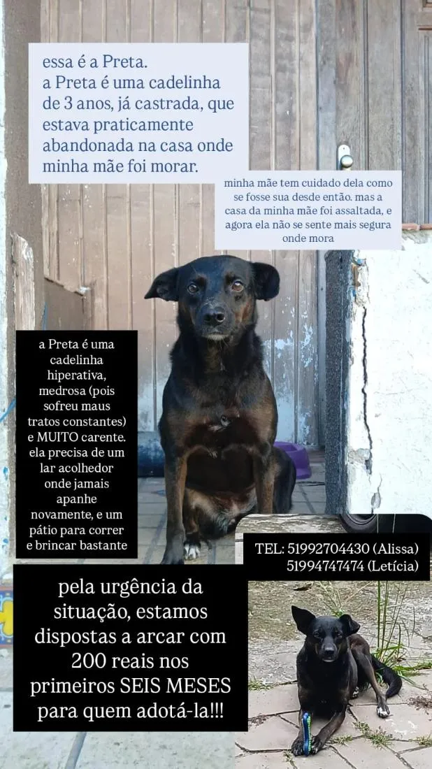 Cachorro raça SRD-ViraLata idade 3 anos nome Preta