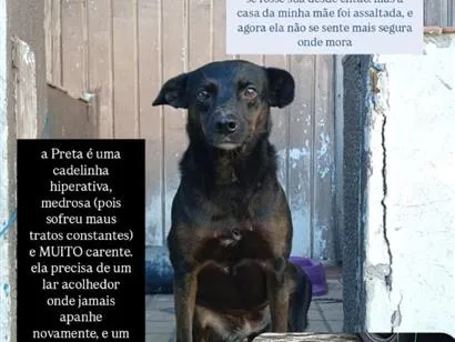 Cachorro raça SRD-ViraLata idade 3 anos nome Preta
