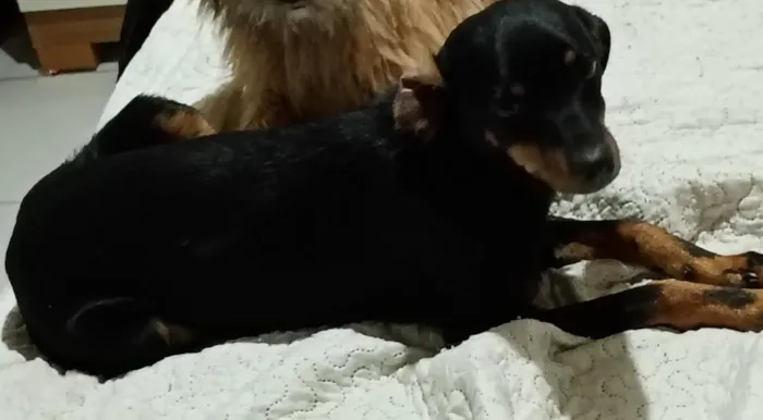 Cachorro raça SRD-ViraLata idade 1 ano nome Piolho 