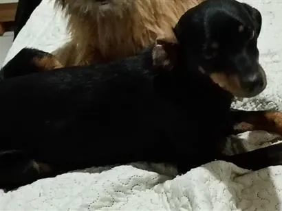 Cachorro raça SRD-ViraLata idade 1 ano nome Piolho 