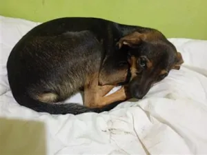 Cachorro raça SRD-ViraLata idade 1 ano nome Belinha