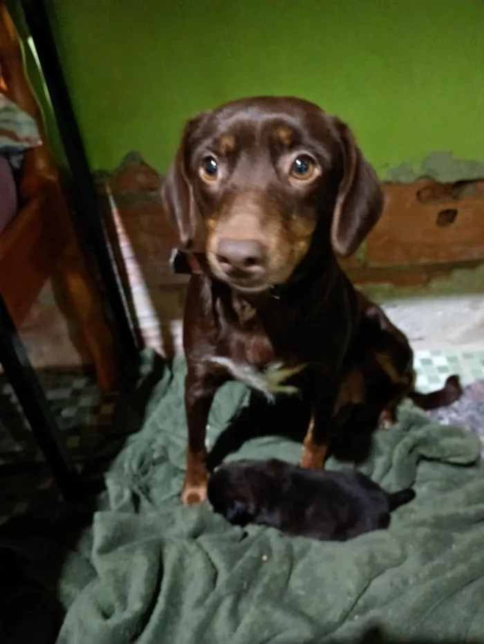 Cachorro raça SRD-ViraLata idade 1 ano nome Lucy