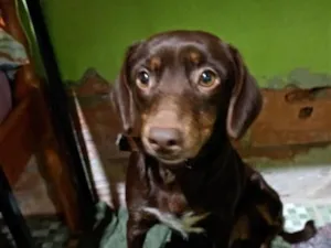 Cachorro raça SRD-ViraLata idade 1 ano nome Lucy