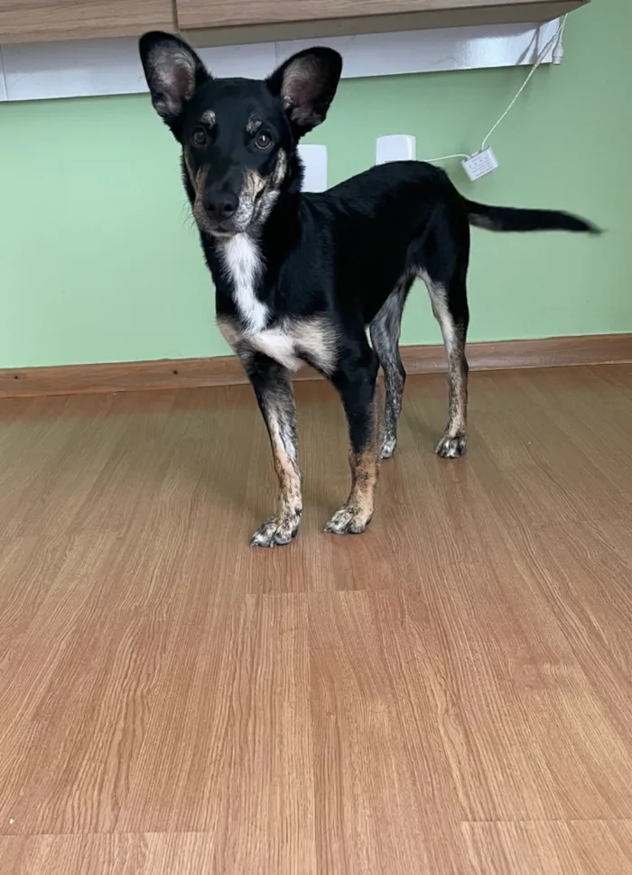 Cachorro raça SRD-ViraLata idade 1 ano nome Thor 