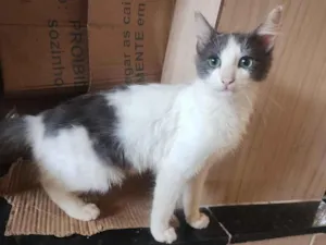 Gato raça SRD-ViraLata idade 2 a 6 meses nome Soninha e seus filhos 