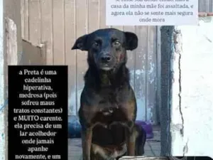 Cachorro raça SRD-ViraLata idade 3 anos nome Preta