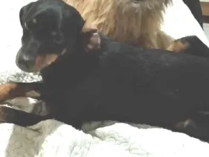 Cachorro raça SRD-ViraLata idade 1 ano nome Piolho 