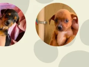 Cachorro raça SRD-ViraLata idade 2 a 6 meses nome Não tem nome 