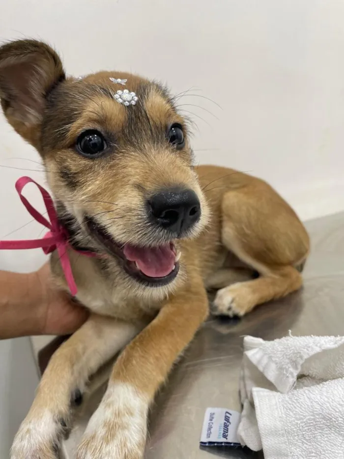 Cachorro raça SRD-ViraLata idade 2 a 6 meses nome Mila