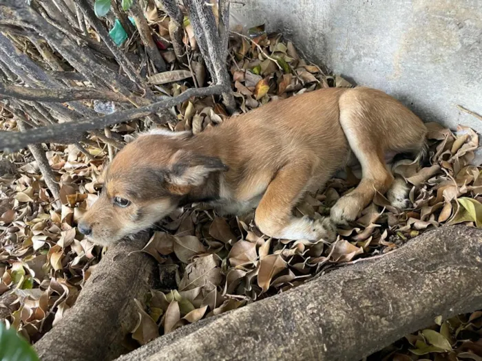 Cachorro raça SRD-ViraLata idade 2 a 6 meses nome Mila