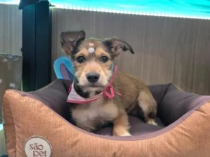 Cachorro raça SRD-ViraLata idade 2 a 6 meses nome Mila