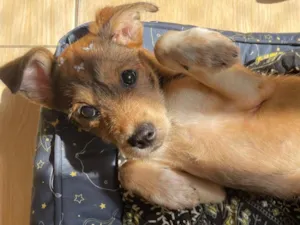 Cachorro raça SRD-ViraLata idade 2 a 6 meses nome Mila