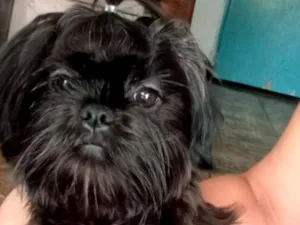 Cachorro raça Shitzu idade 1 ano nome lua 