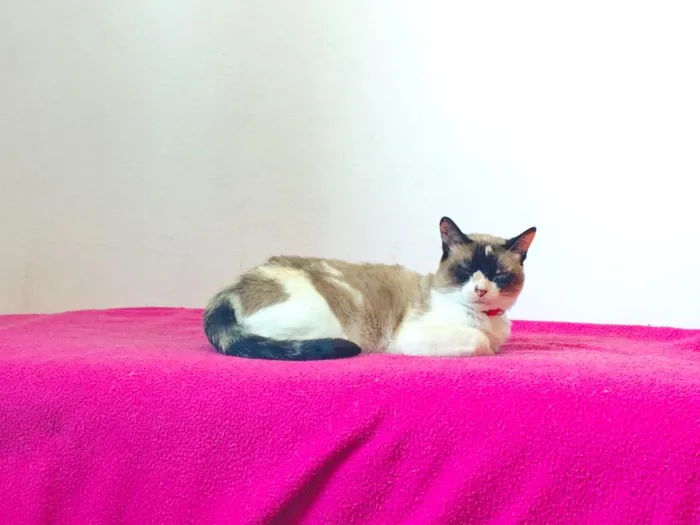 Gato raça SRD-ViraLata idade 3 anos nome Pandora