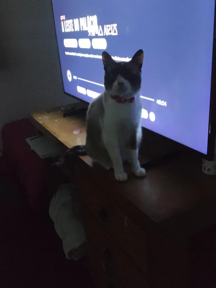 Gato raça SRD-ViraLata idade 3 anos nome Pandora