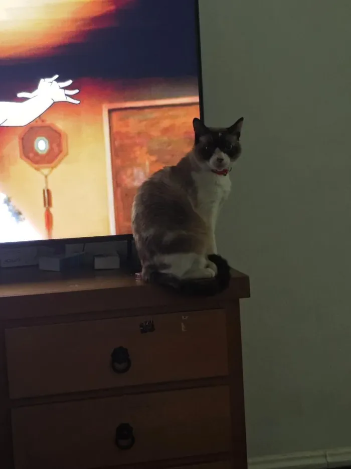 Gato raça SRD-ViraLata idade 3 anos nome Pandora