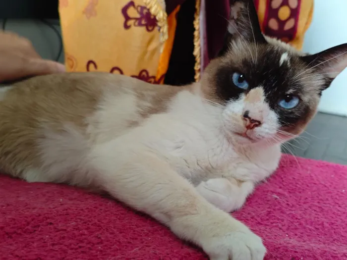 Gato raça SRD-ViraLata idade 3 anos nome Pandora