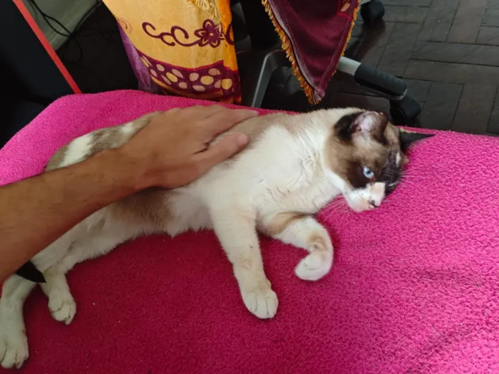 Gato raça SRD-ViraLata idade 3 anos nome Pandora