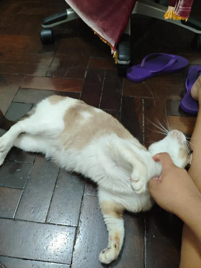 Gato raça SRD-ViraLata idade 3 anos nome Pandora