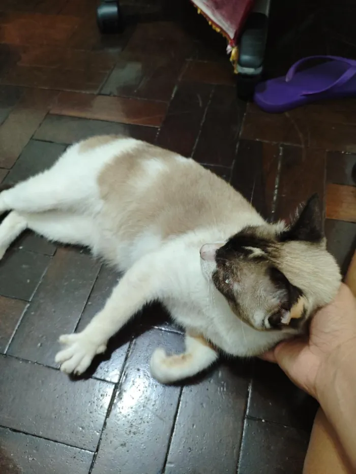 Gato raça SRD-ViraLata idade 3 anos nome Pandora