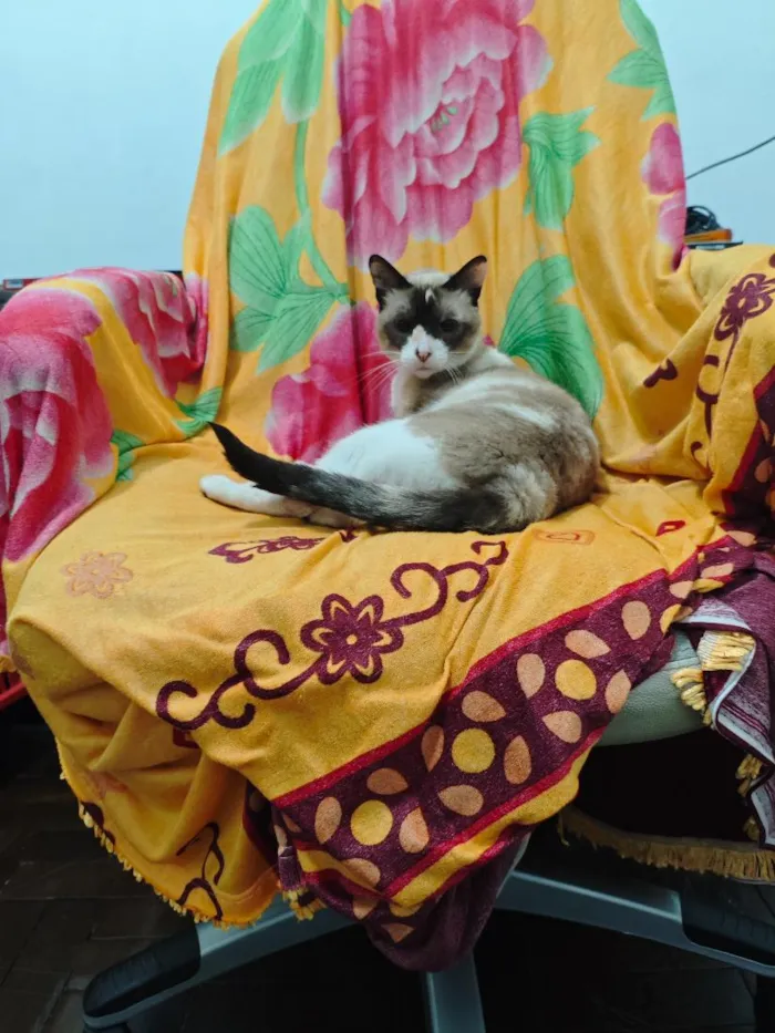 Gato raça SRD-ViraLata idade 3 anos nome Pandora