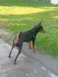 pinscher