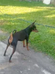 pinscher