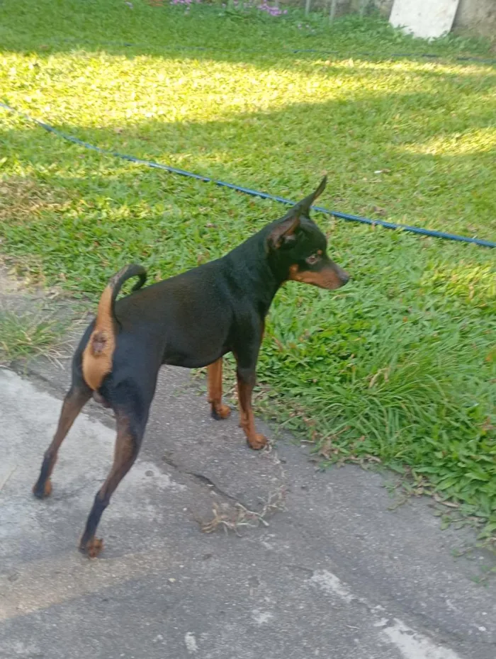 Cachorro raça Pinscher idade 6 ou mais anos nome pinscher