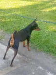 pinscher