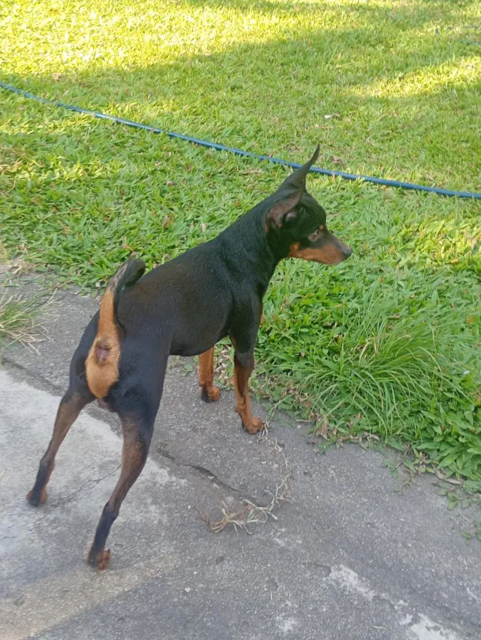 Cachorro raça Pinscher idade 6 ou mais anos nome pinscher