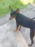 pinscher
