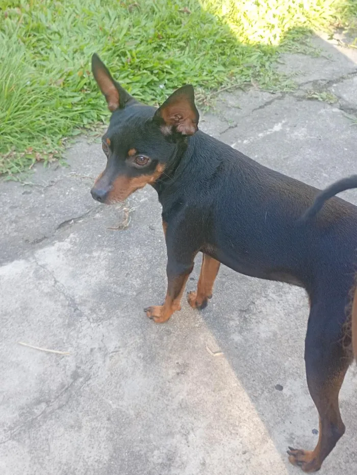 Cachorro raça Pinscher idade 6 ou mais anos nome pinscher