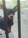 pinscher