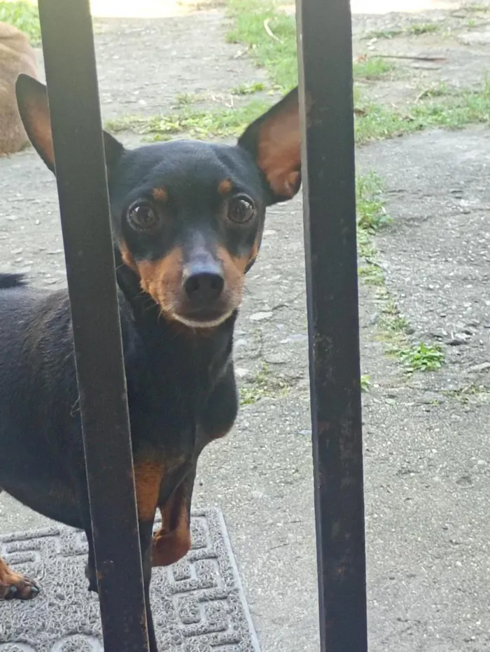 Cachorro raça Pinscher idade 6 ou mais anos nome pinscher