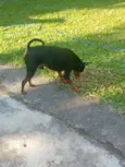 pinscher